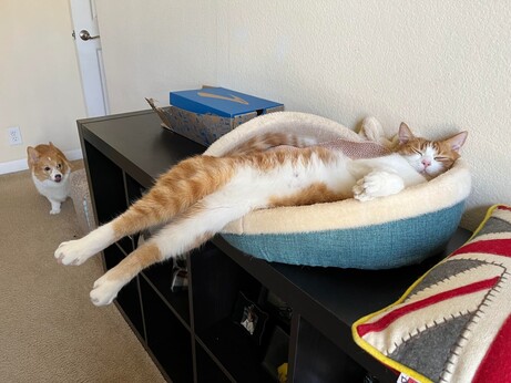 Cat in a cat bed with his legs sticking half way off the ledge
