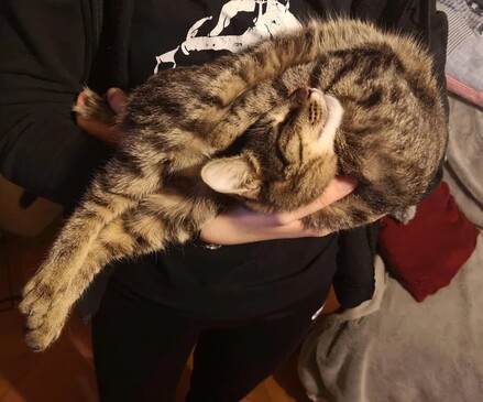 Cat folded in a way where it looks like it has no bones while it looks totally blissed out