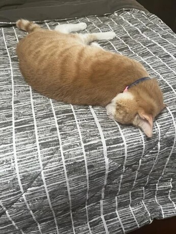 Cat with its head facing the opposite direction of its body