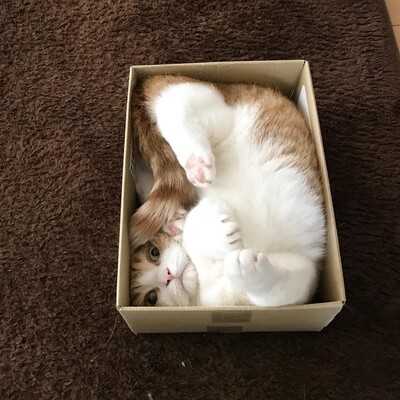 Cat that somehow folded itself into a box