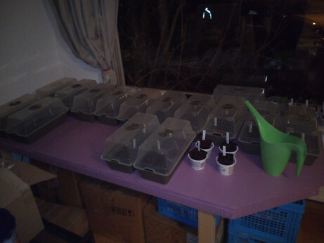 The plant table, but this time there's a lot of seedling greenhouses on top of it, containing pots and trays with little labels sticking up, as well as a few small black plastic plant pots in quark cups, outside of any greenhouse. There's also a green watering can.