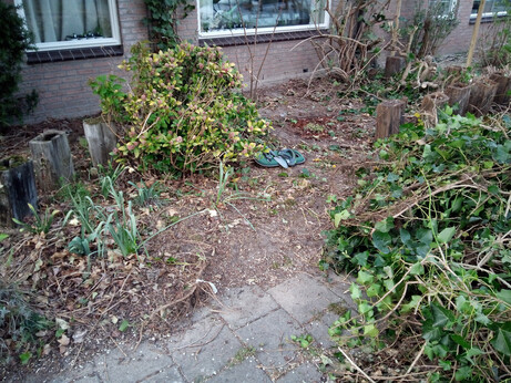 Picture of a front yard that's mostly empty dirt, now that the massive amount of invasive vines has been removed from it, and is piled up on the right side. There are some gardening tools on the ground, in the middle of the picture.
