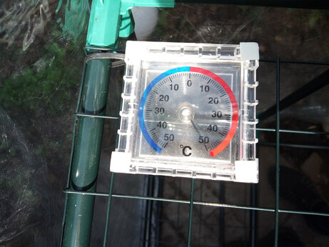 Cheap bimetallic-coil thermometer on top of a greenhouse rack, showing the temperature as "50 celsius", which is the far end of the range that it can measure
