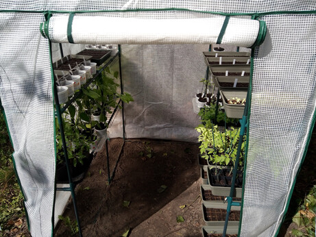 Picture of one of my foil greenhouses with the flap open and rolled up, looking inside; visible are racks on either side, filled with a variety of things. Seedling bins with in-progress seed trays, but also pots with (sometimes pretty tall) plants on storage box lids. It's looking pretty green on the shelves.