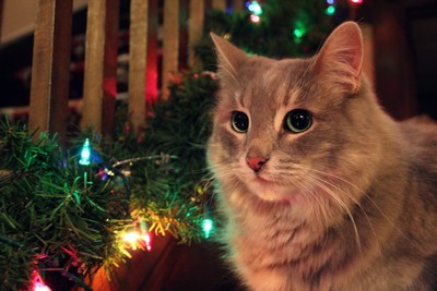 Molly The Cat sitting in the light of some glowing garlands