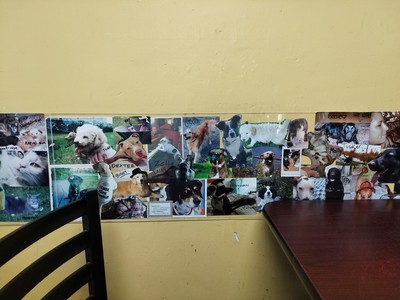 more A+ doggo pictures on the wall