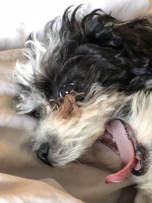 my dog, teddy