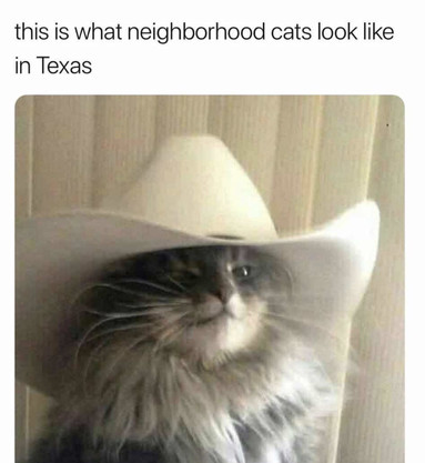 "Texan" cat with a large cowboy hat.