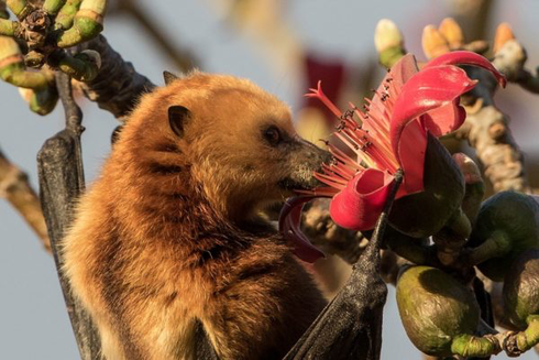 A Madagascan flying fox (a species of bat) slurping some nectar out of a plant. 