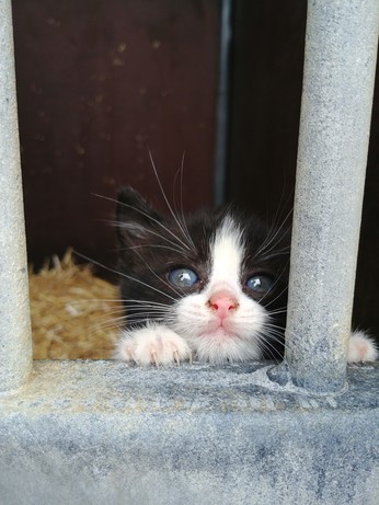 a black and white kitten looking over the top of a metal door