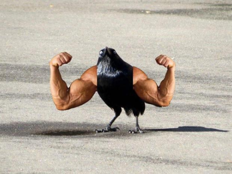 It's a corvid of some sort with muscular human arms instead of wings.