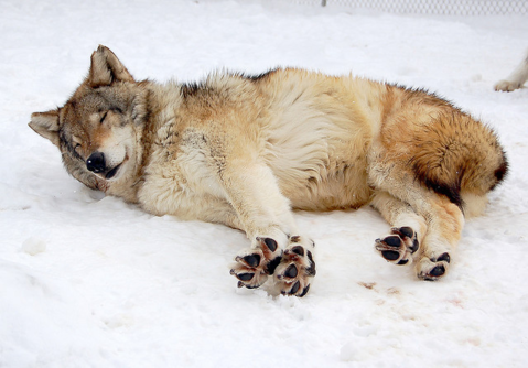 wolf stretching their legs while taking a nap. they're very fluffy.