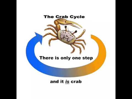 image of a crab with an arrow going from its right side, down around and pointing back to its left - "The Crab Cycle; there is only one step, and it -is- crab."