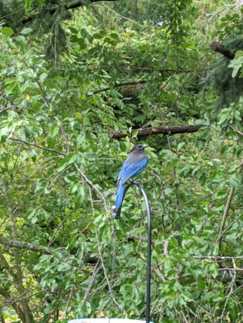 A Stellar's Jay perched on top of a metal hangar holding a birdbath below. The bird is looking at the camera and is an asshole.