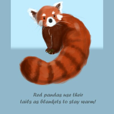 A red panda on a blue bg