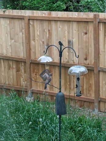 A bird (a Northern Flicker) is perched in front of a suet feeder, looking back at the cameraperson. The suet block is heavily nibbled-upon.