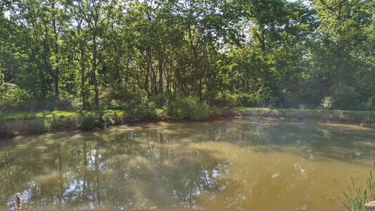 a small pond with brown water surrounded by green trees. the trees are reflected in the pond