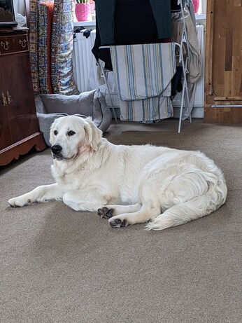 A large golden retriever laid on the floor
