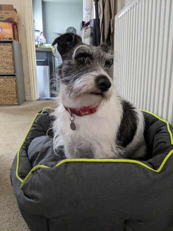 A scruffy terrier looking sassy
