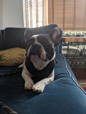 A French bulldog with fancy paws