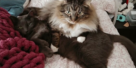 two cat: eggs is laying on top of gary