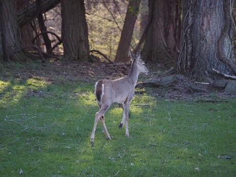 Deer looking away.