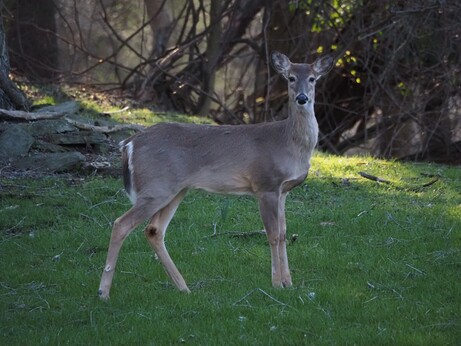 Deer looking at me.