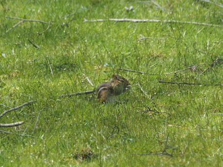 Foraging chipmunk.