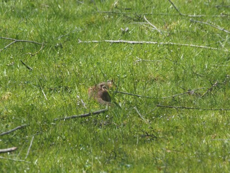 Foraging chipmunk.