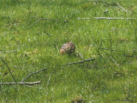 Foraging chipmunk.
