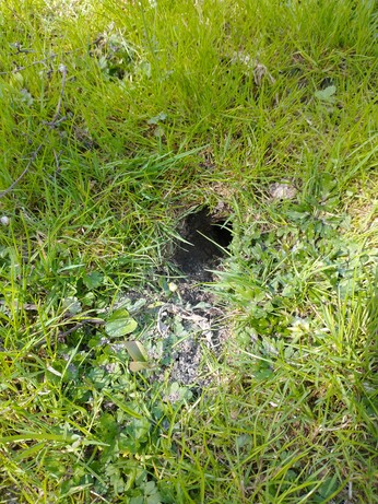 Chipmunk hole in ground.