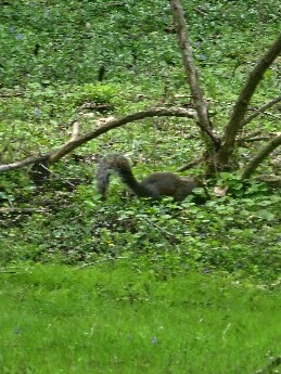Squirrel.