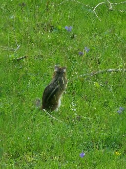 Chipmunk.