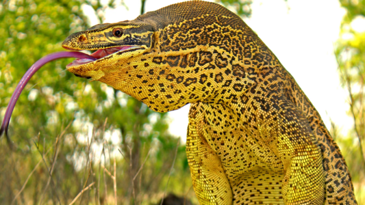 a monitor lizard. it appears to be eating something.  its mouth is open and its tongue is extended very far out.