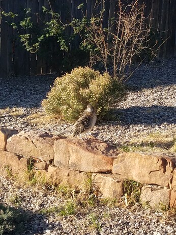 Roadrunner standing on rocks looking at camera body in profile