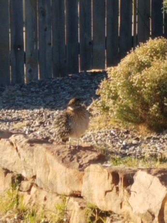 Roadrunner chest puffed out standing on rocks near bush