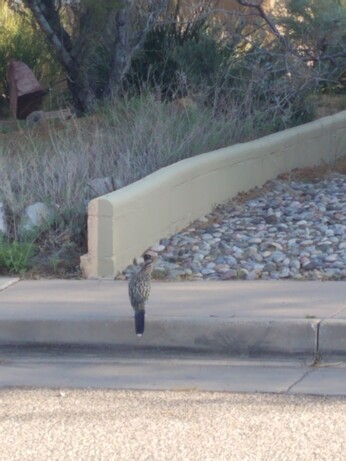 Roadrunner sitting on a sidewalk back to camera head turned