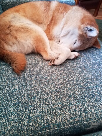 Shiba on a turqoise couch asleep and curled up paws over nose
