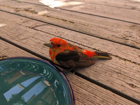 a scarlet tanager (i think?) sitting on some wooden boards with a turquoise and blue plate of water in front of them

their feathers appear to be splotchy with a yellow-grey under their red body feathers and black wings