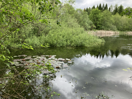 Plants and grasses around an open lake reflecting the sky