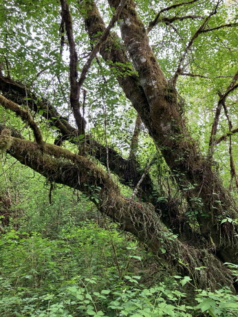 A dramatic tangle of tree trunks 