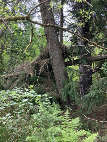 Another dramatic tangle of tree trunks 