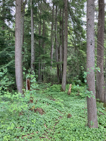 A big flat space in the woods with lush ground cover 